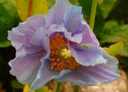 2013-08-18_Regina-F-Rau_Schachen_Blumen  (014).JPG